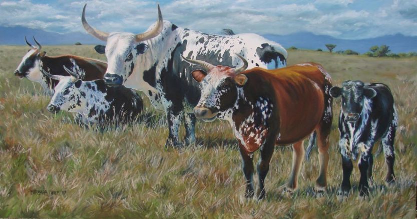 Nguni oil Photo of the Nguni oil taken outside to convey the true colours.
