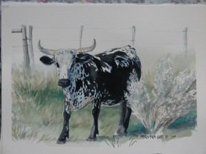 single-nguni single-nguni