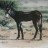 Donkey. watercolour. 225 x 160 mm