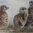 Three Meercats. Watercolour on Saunders Waterford. 340 x 250 mm. Sold