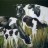 Friesland Cows. watercolour & gouache. 620 x 430 mm.