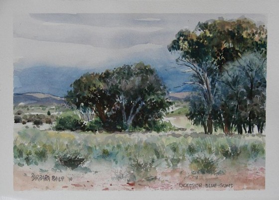 Excelsior Blue Gums