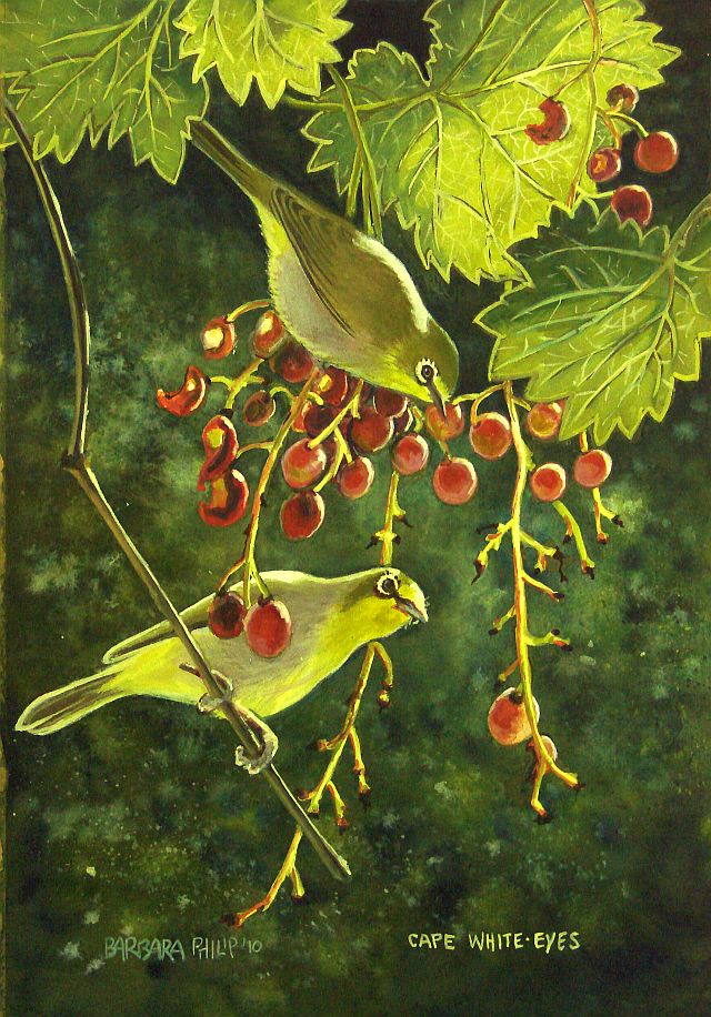 The Feathered Fruit-eaters in our Garden.